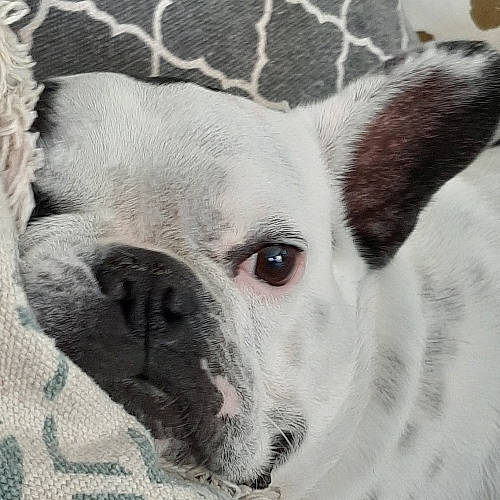 Jacky participe au concours pour gagner de l'argent avec cette photo : art, bulldog, canidae, carnivore, collar, comfort, companion_dog, dog, dog_breed, ear, fawn, fur, non_sporting_group, pet_supply, snout, terrestrial_animal, toy_dog, whiskers, working_animal, wrinkle