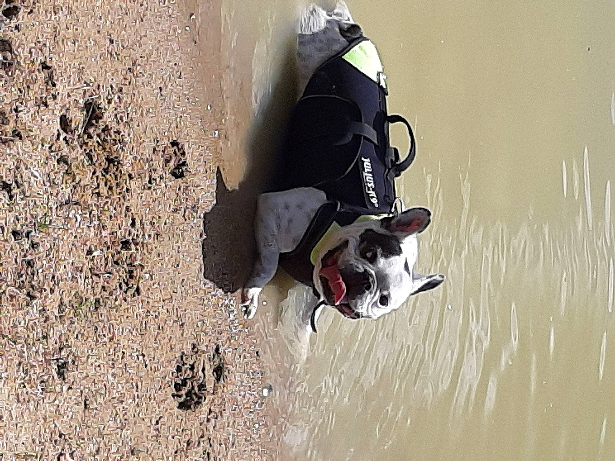 Jacky a rejoint le concours — aidez-le/la à gagner de superbes lots ! beach, canidae, carmine, carnivore, companion_dog, dog, dog_breed, non_sporting_group, outdoor_shoe, personal_protective_equipment, pet_supply, recreation, reflection, sand, shadow, soil, sporting_group, tail, water, working_dog