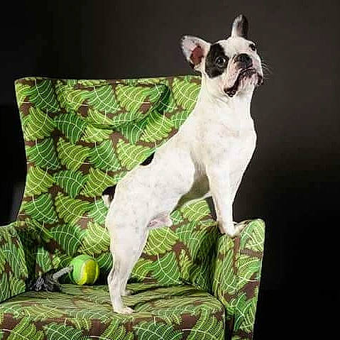 Jacky participe au concours pour gagner de l'argent avec cette photo : canidae, carnivore, collar, comfort, companion_dog, dog, dog_breed, dog_collar, dog_supply, fawn, grass, green, linens, pattern, pet_supply, pillow, sporting_group, throw_pillow, toy_dog, working_animal