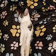 Nova joined the competition — help win amazing prizes! cat, kitten, sleeping, blanket, paw_prints, cozy, fur, pet, animal, cute, resting, domestic_animal, small, white, tabby, pattern, soft, relaxing, indoors, sleep