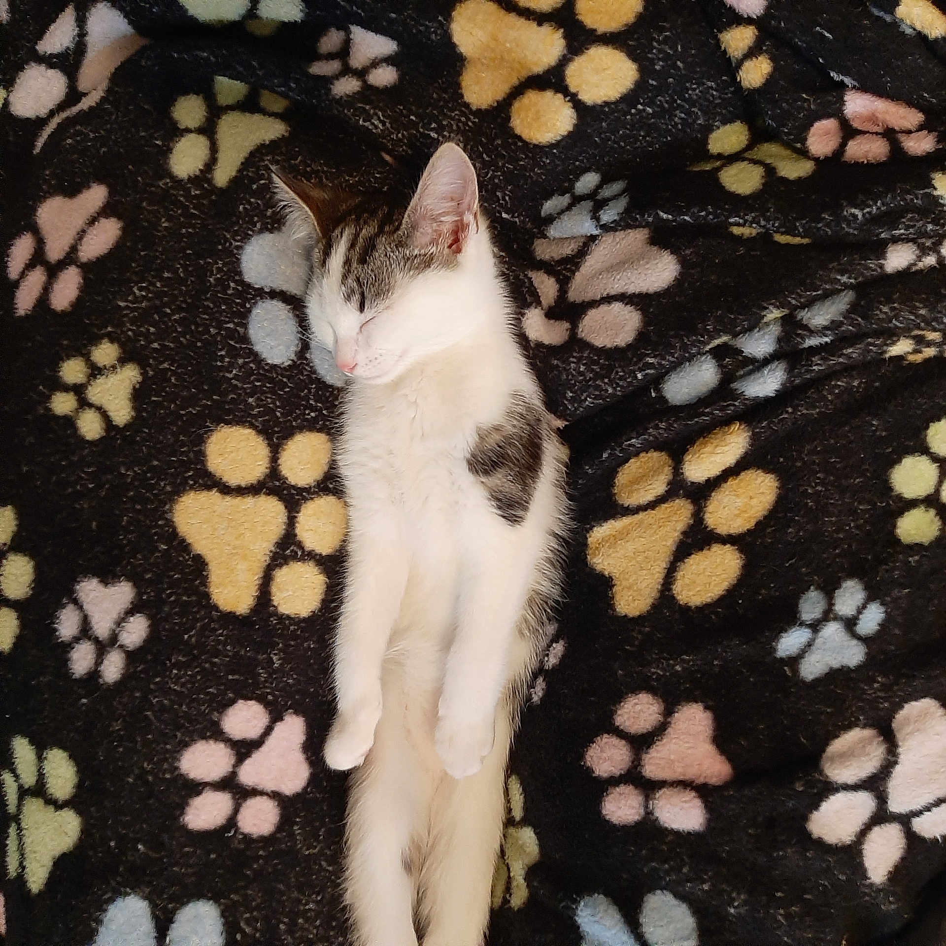 Nova joined the competition — help win amazing prizes! animal, blanket, cat, cozy, cute, domestic_animal, fur, indoors, kitten, pattern, paw_prints, pet, relaxing, resting, sleep, sleeping, small, soft, tabby, white