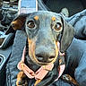 Cleo participe au concours pour gagner de l'argent avec cette photo : dog, puppy, dachshund, pet, pink_harness, car_interior, lap, person, seated, black_and_tan, close_up, cute, animal, companion, leather_seat, casual_clothing, footwear, seatbelt, reflection, small_dog