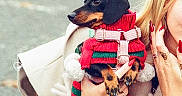 Cleo a rejoint le concours — aidez-le/la à gagner de superbes lots ! dog, dachshund, pet, person, hand, sweater, red_nails, blonde_hair, autumn, outdoor, fashion, cute, animal, cozy, holding, clothing, accessories, portrait, winter_wear, small_dog