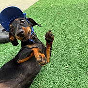 Cleo a rejoint le concours — aidez-le/la à gagner de superbes lots ! dog, dachshund, cap, blue_cap, pet, outdoor, grass, artificial_turf, playful, paw, looking_up, lying_down, black_dog, brown_markings, cute, animal, canine, small_dog, expression, close_up