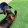 dog, dachshund, cap, blue_cap, pet, outdoor, grass, artificial_turf, playful, paw, looking_up, lying_down, black_dog, brown_markings, cute, animal, canine, small_dog, expression, close_up