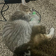 Davis is registered to the contest to win money with this photo: cat, tabby_cat, carpet, toy, cables, power_strip, pet, animal, feline, playing, indoor, fur, paws, claws, relaxing, home, living_room, close_up, cute, domestic_animal