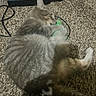 cat, tabby_cat, carpet, toy, cables, power_strip, pet, animal, feline, playing, indoor, fur, paws, claws, relaxing, home, living_room, close_up, cute, domestic_animal