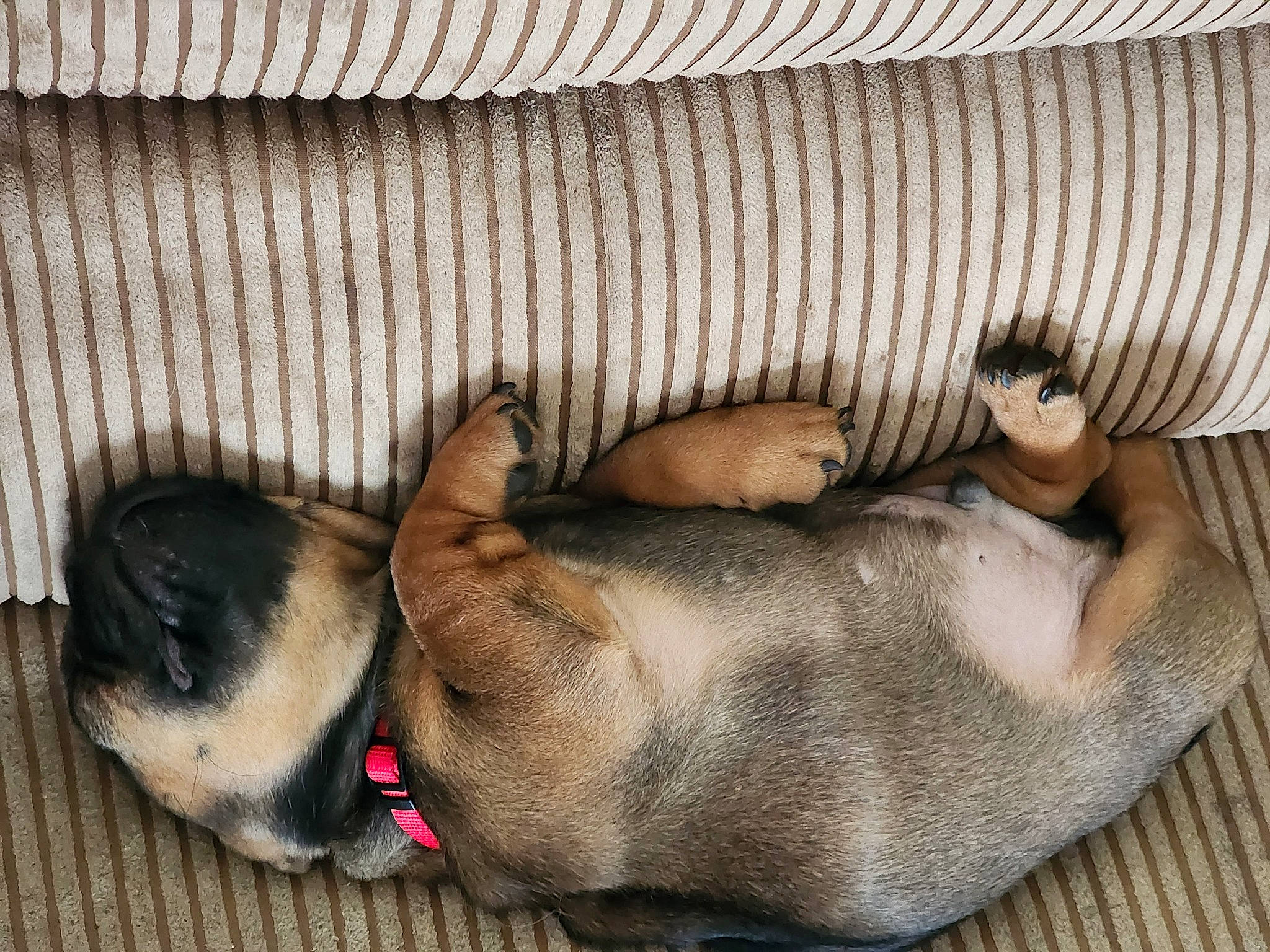 Iggy joined the competition — help win amazing prizes! canidae, carnivore, comfort, companion_dog, dog, dog_breed, fawn, liver, nap, non_sporting_group, paw, pet_supply, sleep, snout, sporting_group, terrestrial_animal, whiskers, working_animal