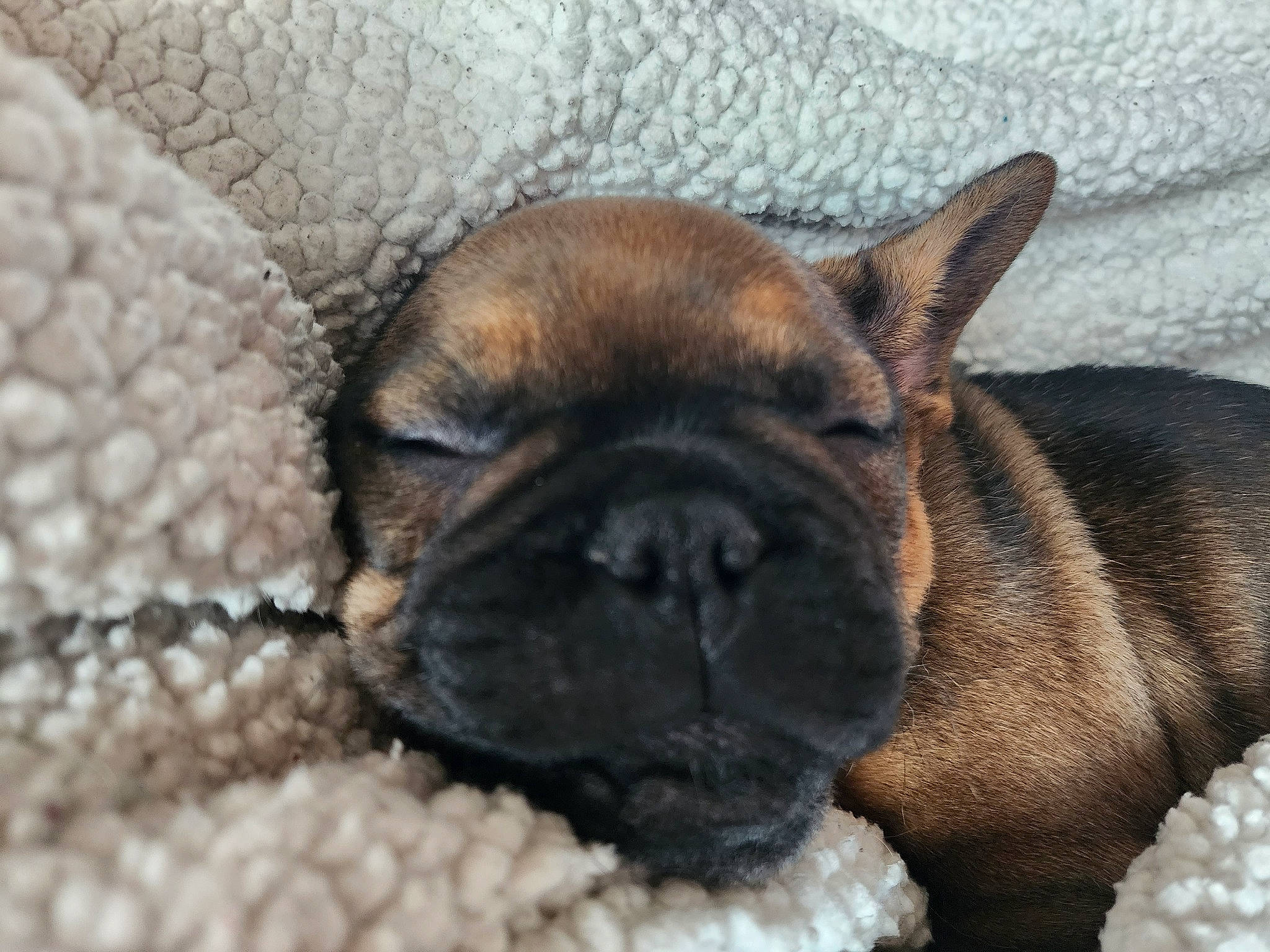 Iggy joined the competition — help win amazing prizes! bored, canidae, carnivore, comfort, companion_dog, dog, dog_breed, ear, eye, fawn, fur, liver, pug, snout, sporting_group, terrestrial_animal, toy_dog, whiskers, working_animal, wrinkle