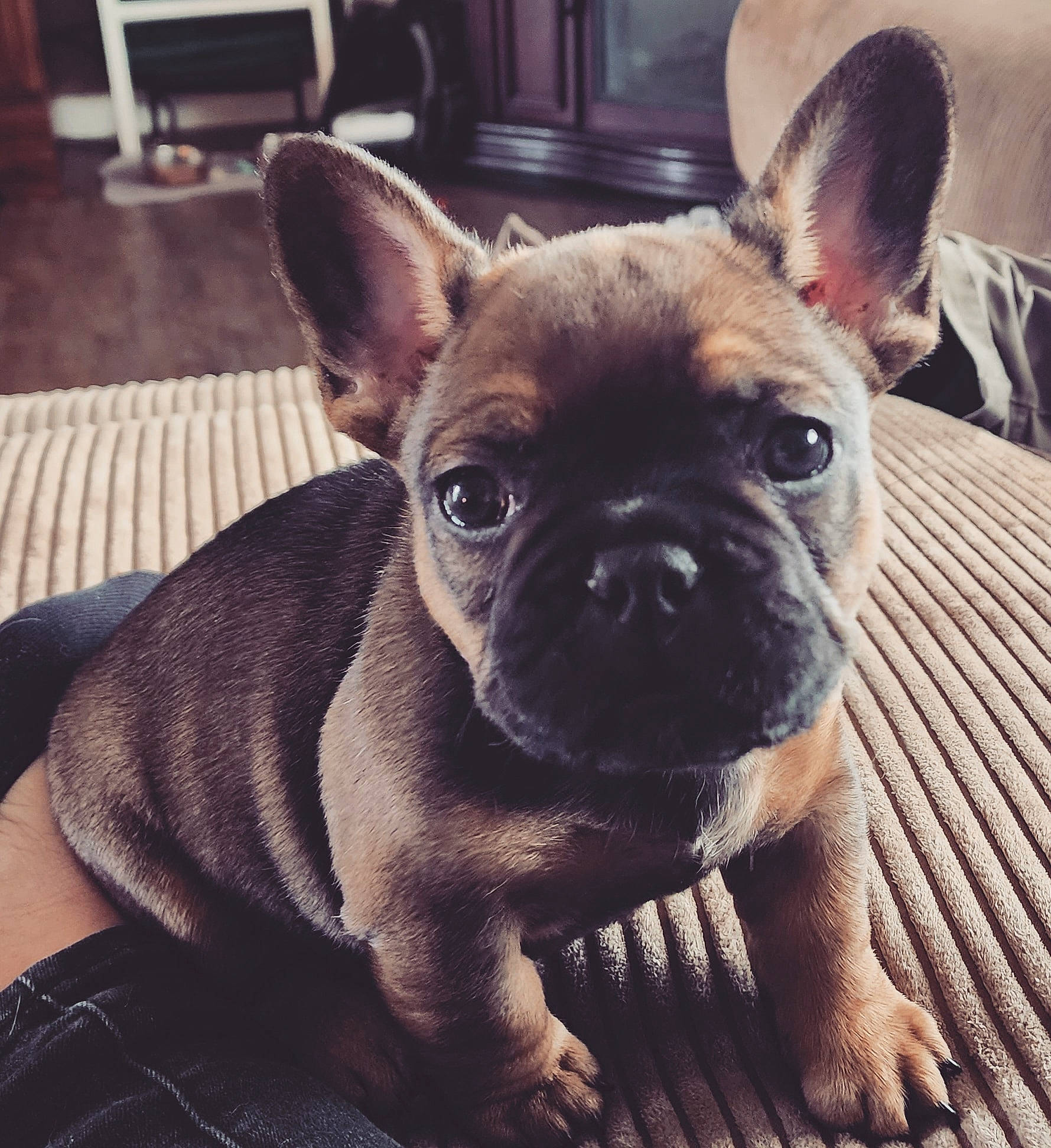 Iggy is registered to the contest to win money with this photo: bulldog, canidae, carnivore, companion_dog, dog, dog_breed, dog_collar, ear, eye, fawn, french_bulldog, fur, pug, snout, sporting_group, terrestrial_animal, toy_dog, whiskers, working_animal, wrinkle