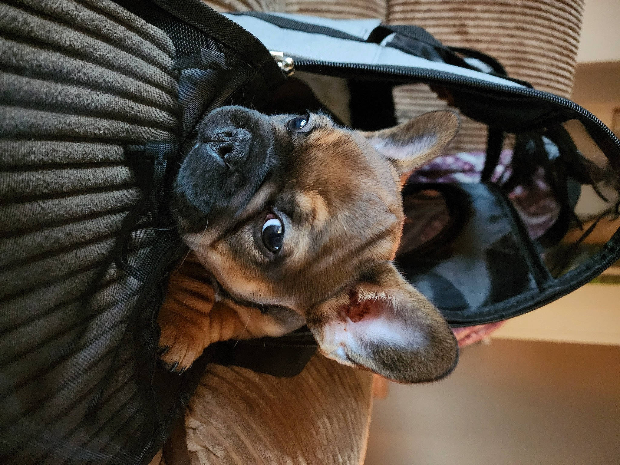 Iggy joined the competition — help win amazing prizes! bat, carnivore, chair, claw, companion_dog, dog, dog_breed, ear, fawn, fur, guard_dog, liver, snout, terrestrial_animal, toy_dog, whiskers, wildlife, wing, wood, working_animal