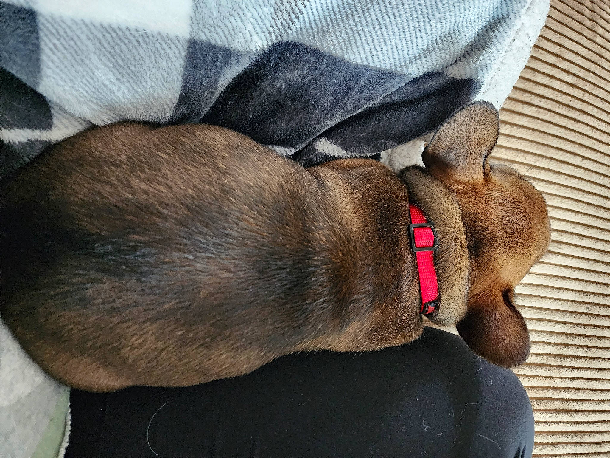 Iggy is registered to the contest to win money with this photo: brown, carnivore, collar, comfort, companion_dog, dog, dog_breed, dog_supply, ear, fawn, foot, fur, liver, natural_material, pet_supply, snout, sporting_group, terrestrial_animal, working_animal, wrinkle