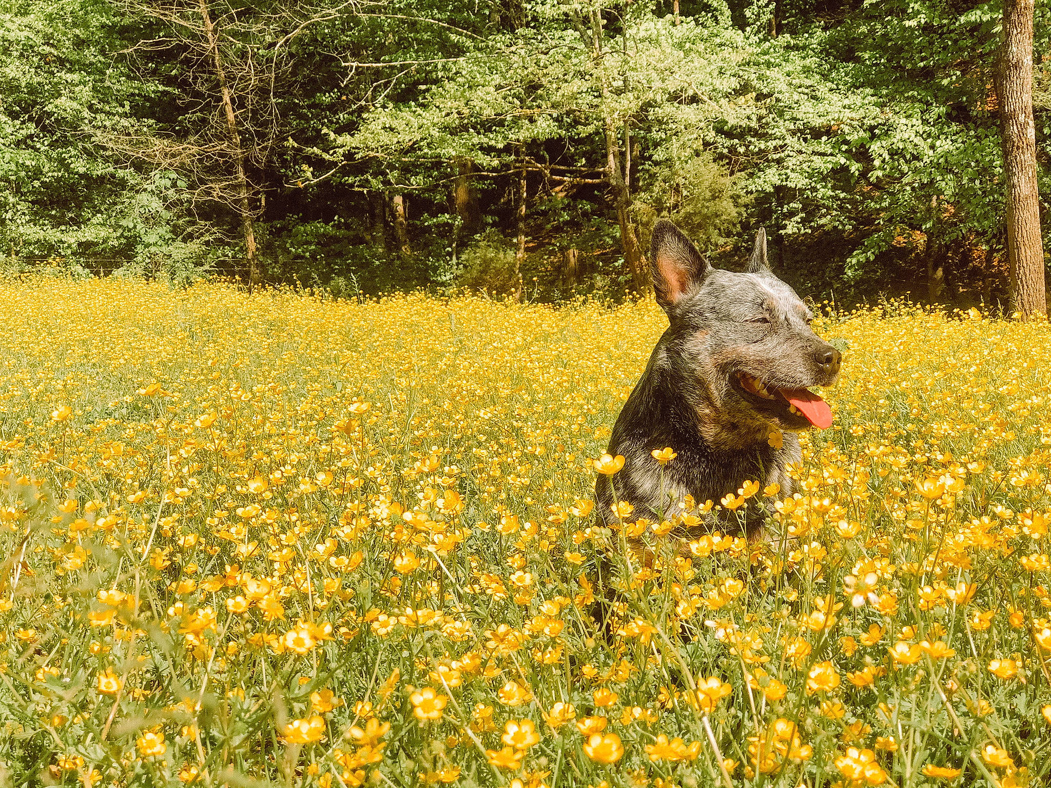 Bear is registered to the contest to win money with this photo: dog_breed, fawn, field, flower, flowering_plant, grass, grassland, groundcover, landscape, meadow, natural_landscape, pasture, people_in_nature, petal, plant, prairie, shrub, terrestrial_animal, tree, wildlife