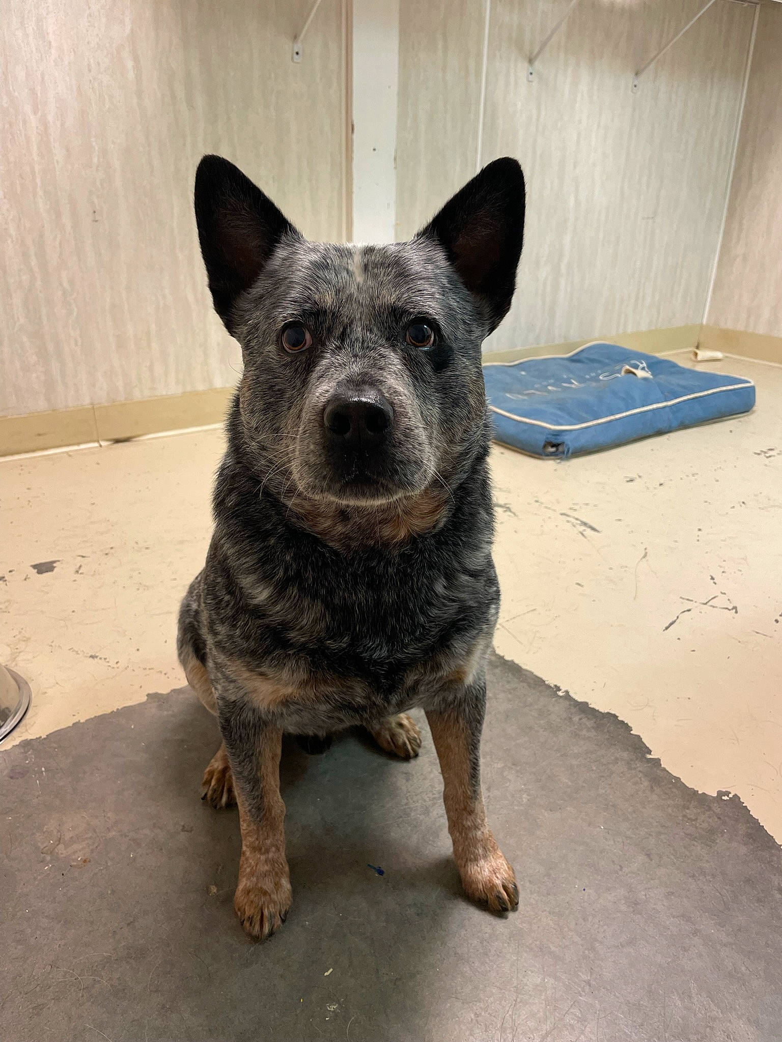 Bear joined the competition — help win amazing prizes! art, australian_cattle_dog, canidae, carnivore, companion_dog, dog, dog_breed, fawn, fur, grey, metal, non_sporting_group, road_surface, sculpture, snout, sporting_group, terrestrial_animal, working_dog