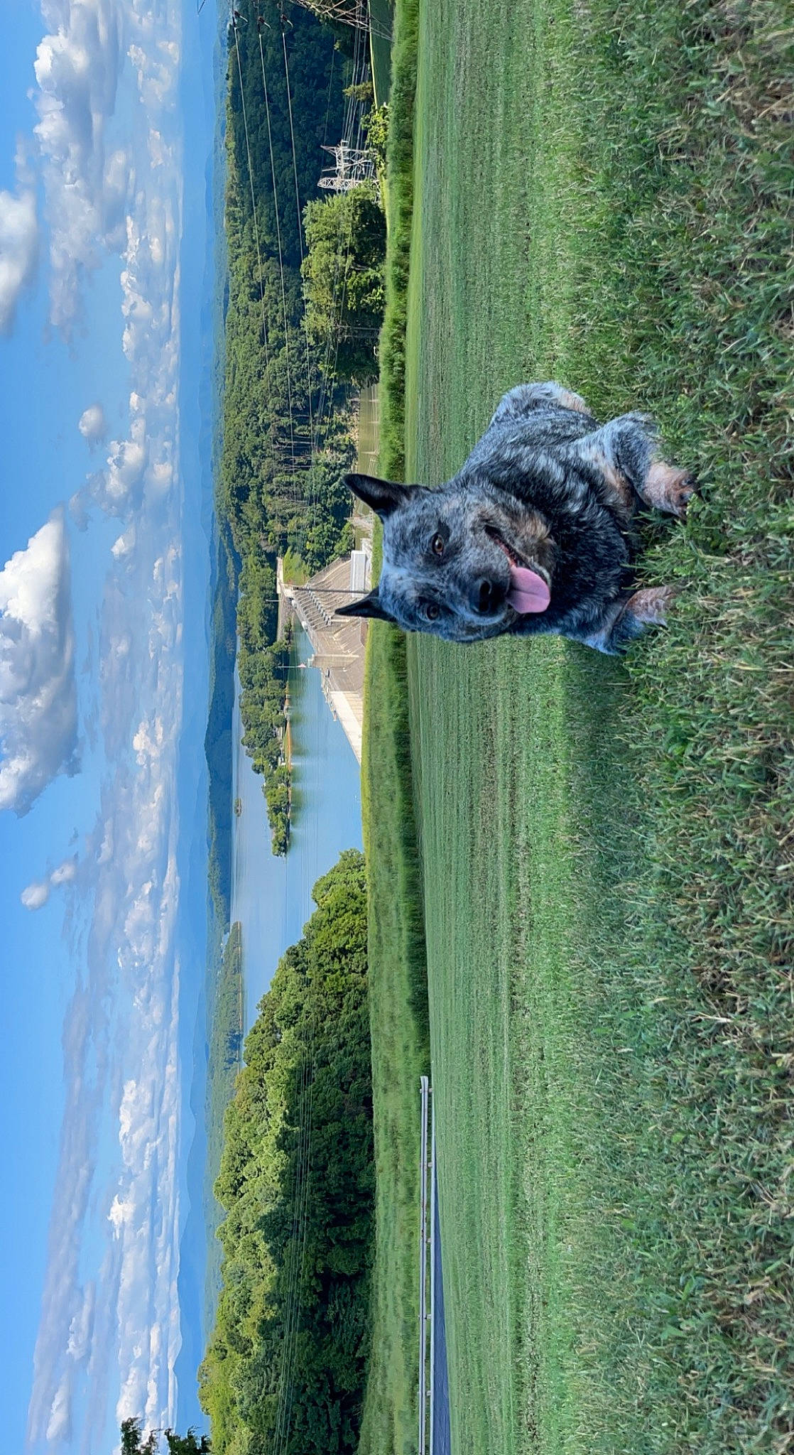 Bear is registered to the contest to win money with this photo: blue, body_of_water, carnivore, cloud, dog, grass, green, landscape, leisure, natural_landscape, plant, rock, shrub, sky, sporting_group, tree, water, water_feature, watercourse, working_animal