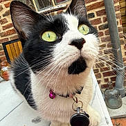 Chouquette participe au concours pour gagner de l'argent avec cette photo : cat, black_and_white, close_up, green_eyes, whiskers, collar, bell, tag, curious, pet, feline, indoor, brick_wall, table, fur, animal, domestic_cat, portrait, cute, looking_up
