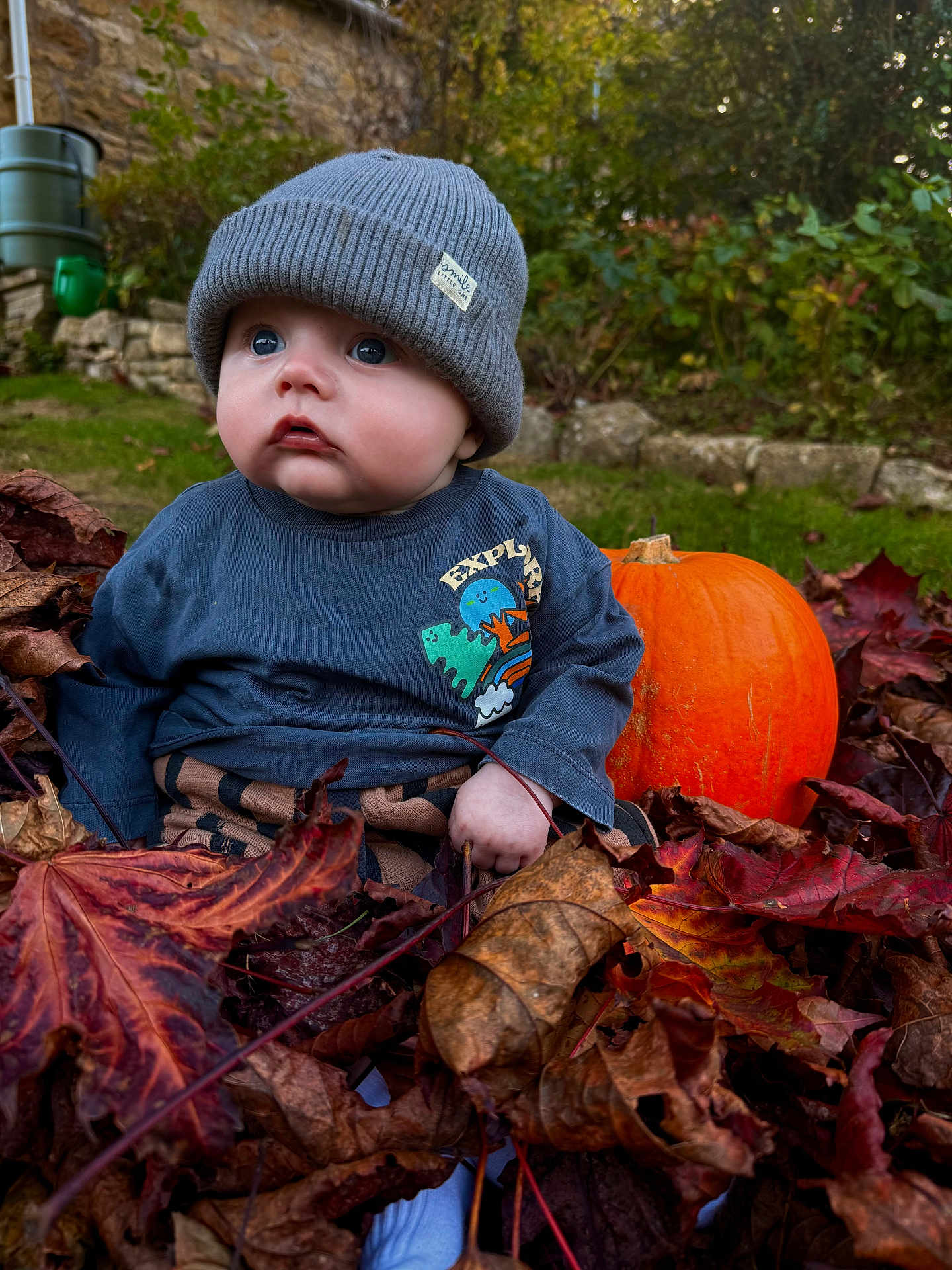 Jack is registered to the contest to win money with this photo: baby, child, autumn, leaves, pumpkin, hat, beanie, blue_eyes, outdoor, grass, fall, curious, cute, clothing, nature, seasonal, portrait, sitting, explorer_shirt, yard