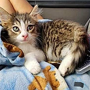 Penelope joined the competition — help win amazing prizes! animal, blanket, blue_blanket, cat, closeup, cozy, cute, feline, fur, indoor, kitten, pet, pink_nose, relaxed, resting, soft_texture, tabby, teddy_bear_pattern, white_paws, young_cat