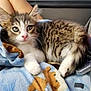 animal, blanket, blue_blanket, cat, closeup, cozy, cute, feline, fur, indoor, kitten, pet, pink_nose, relaxed, resting, soft_texture, tabby, teddy_bear_pattern, white_paws, young_cat