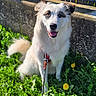 animal, canine, cute, dandelion, dog, fence, flower, friendly, grass, happy, harness, leash, nature, outdoor, pet, portrait, sitting, sunlight, wall, white_dog