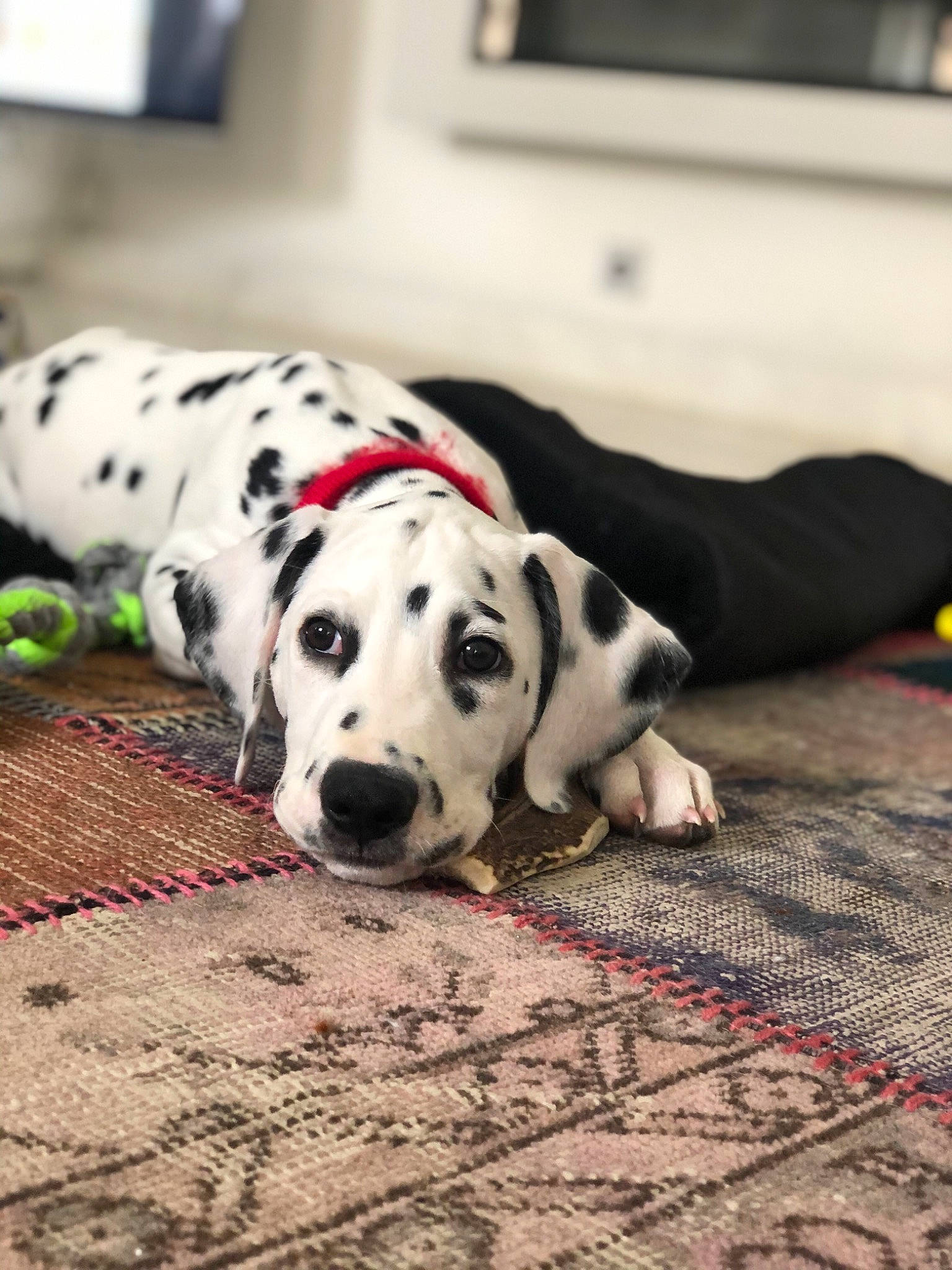 Royce a rejoint le concours — aidez-le/la à gagner de superbes lots ! canidae, carnivore, companion_dog, dalmatian, dog, dog_breed, mammal, non_sporting_group, snout, sporting_group, vertebrate