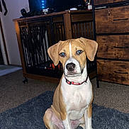 Apollo is registered to the contest to win money with this photo: animal, brown_and_white, cabinet, carpet, collar, cute, dog, domestic, ears, floor, furniture, home, indoor, living_room, pet, puppy, rug, sitting, television, wood