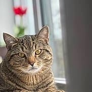 Finneas joined the competition — help win amazing prizes! animal, blurred_background, cat, close_up, cozy, feline, flower, fur, indoor, looking, natural_light, paws, pet, portrait, red_flower, relaxed, tabby, whiskers, windowsill, yellow_eyes