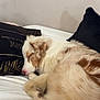 Vanille participe au concours pour gagner de l'argent avec cette photo : animal, bed, blanket, brown, closeup, couch, cozy, decorative_pillow, dog, fluffy, fur, home, indoor, peaceful, pet, pillow, relaxing, resting, sleeping, white