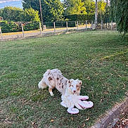 Vanille a rejoint le concours — aidez-le/la à gagner de superbes lots ! dog, grass, toy, plush, octopus, outdoor, pet, animal, nature, tree, fence, sunlight, playful, canine, fur, spot, daytime, park, greenery, cute