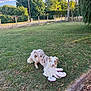 dog, grass, toy, plush, octopus, outdoor, pet, animal, nature, tree, fence, sunlight, playful, canine, fur, spot, daytime, park, greenery, cute