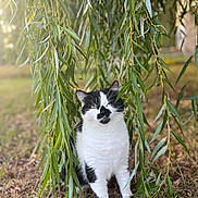 Maya participe au concours pour gagner de l'argent avec cette photo : cat, black_and_white, animal, pet, outdoor, nature, greenery, willow_tree, leaves, grass, sunlight, serene, feline, sitting, cute, fur, whiskers, eyes, ground, peaceful