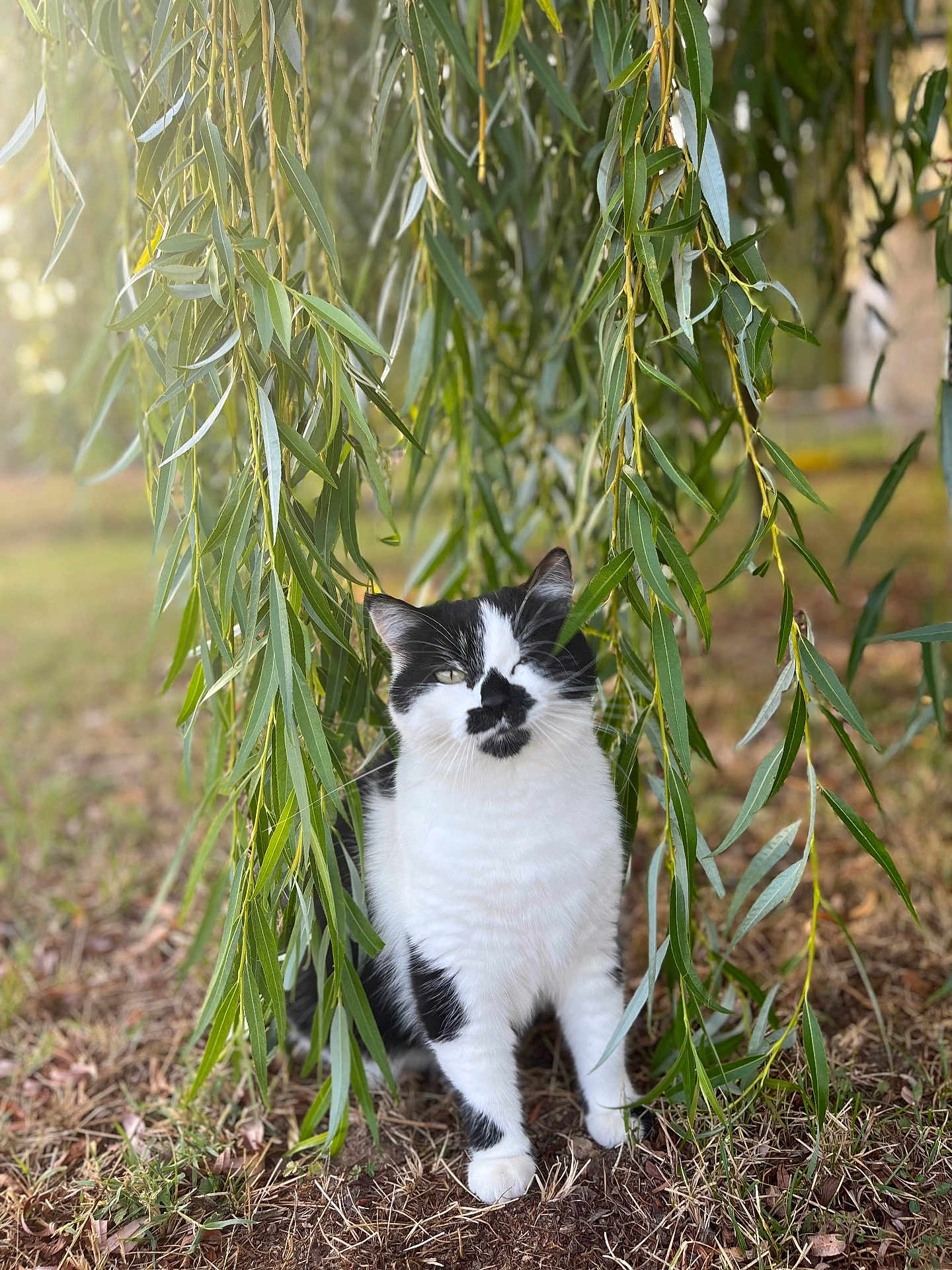 Maya