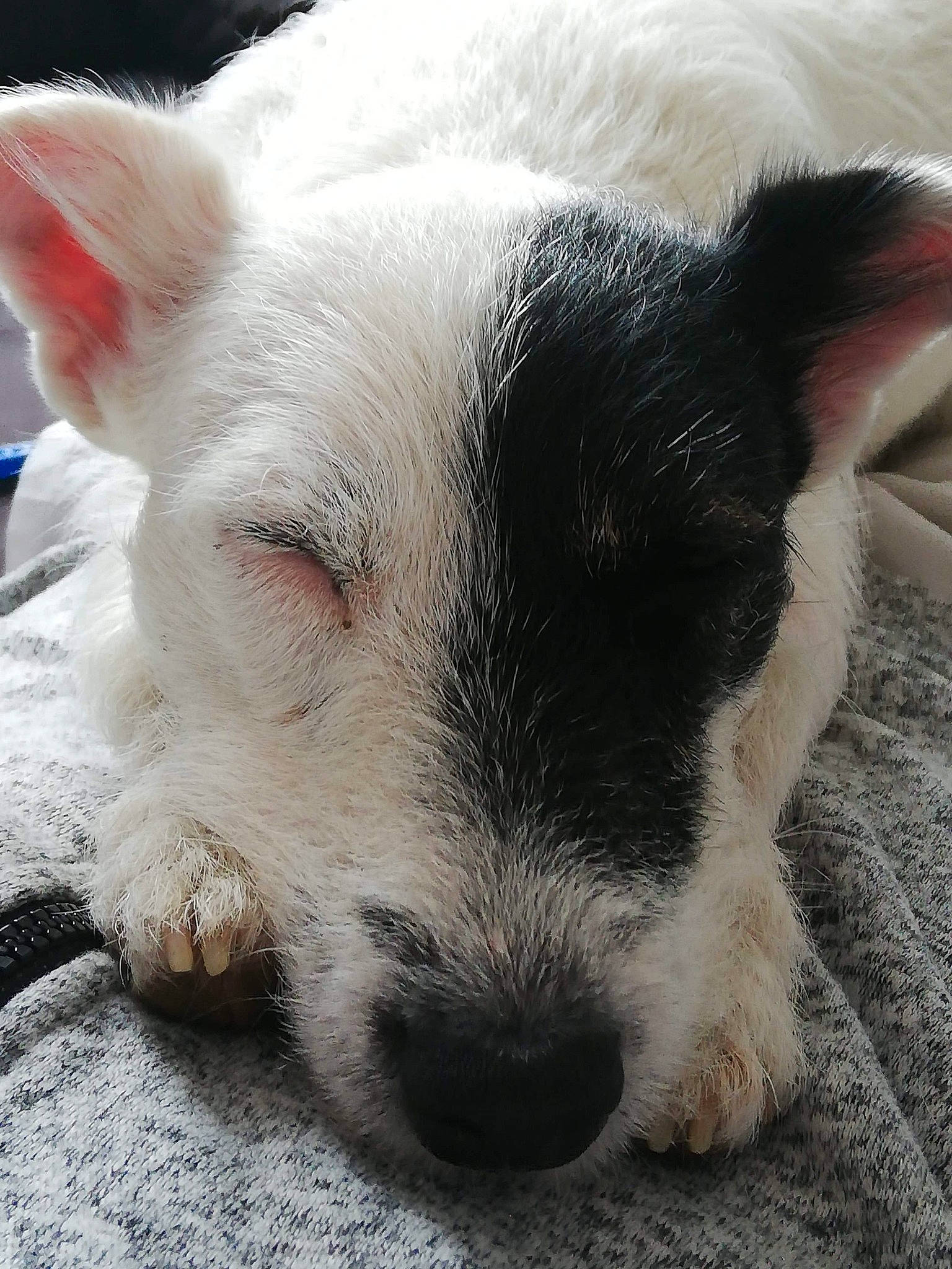 Nhala a rejoint le concours — aidez-le/la à gagner de superbes lots ! canidae, carnivore, companion_dog, dog, dog_breed, ear, jack_russell_terrier, mammal, nap, nose, parson_russell_terrier, puppy, rare_breed_dog, russell_terrier, snout, terrier, vertebrate, whiskers