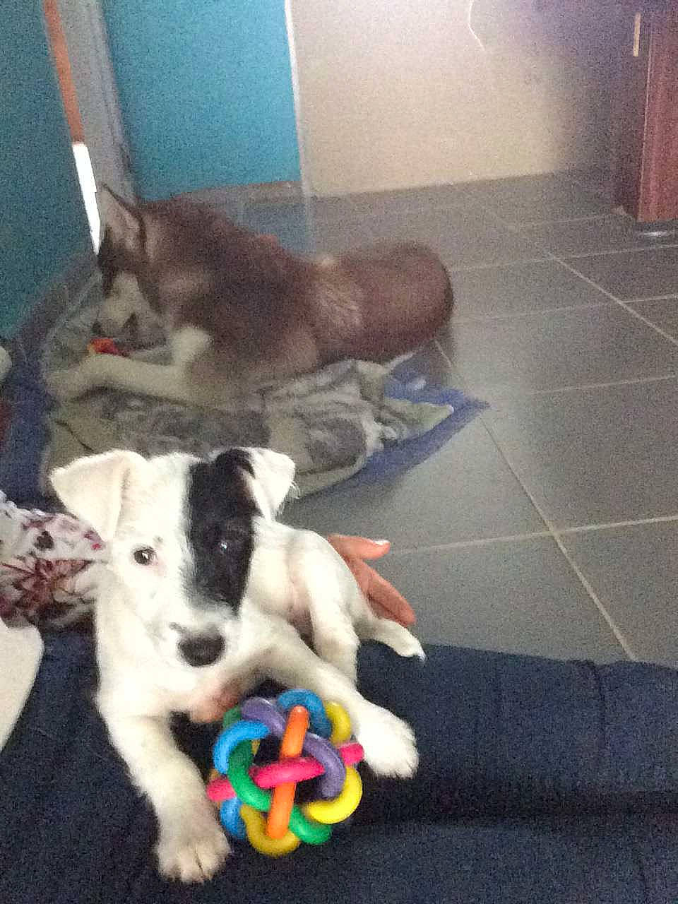 Nhala participe au concours pour gagner de l'argent avec cette photo : border_collie, canidae, carnivore, dog, dog_breed, fox_terrier, mammal, non_sporting_group, puppy, sporting_group