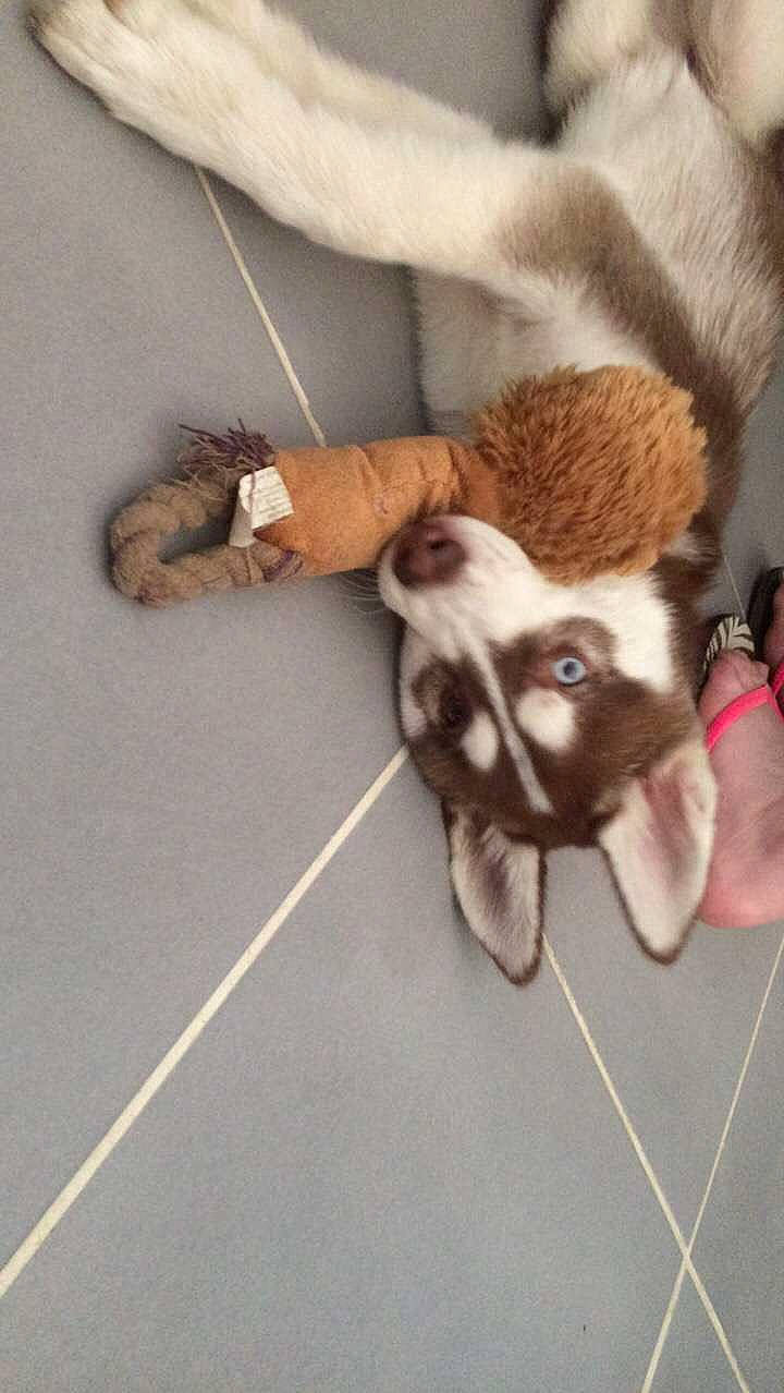 Nino participe au concours pour gagner de l'argent avec cette photo : canidae, carnivore, claw, dog, dog_breed, ear, fawn, puppy