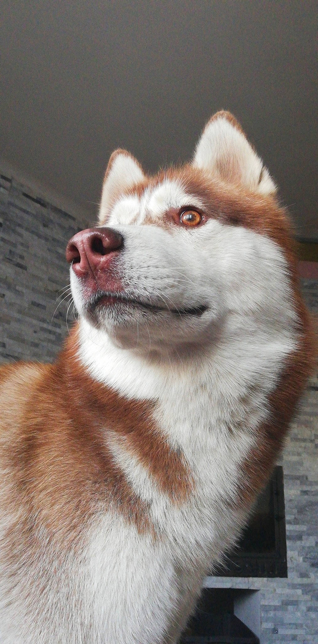 Nino participe au concours pour gagner de l'argent avec cette photo : alaskan_malamute, canadian_eskimo_dog, canidae, carnivore, dog, dog_breed, east_siberian_laika, greenland_dog, mammal, miniature_siberian_husky, native_american_indian_dog, saarloos_wolfdog, sakhalin_husky, siberian_husky, sled_dog, snout, tamaskan_dog, thai_bangkaew_dog, vertebrate, wolfdog