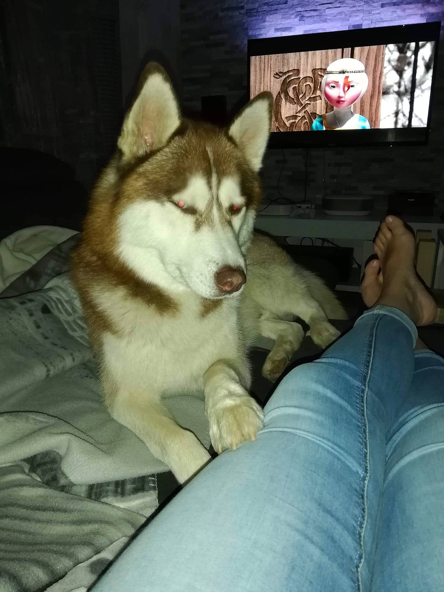 Nino a rejoint le concours — aidez-le/la à gagner de superbes lots ! alaskan_malamute, canadian_eskimo_dog, canidae, carnivore, dog, dog_breed, east_siberian_laika, mammal, miniature_siberian_husky, native_american_indian_dog, northern_inuit_dog, saarloos_wolfdog, sakhalin_husky, seppala_siberian_sleddog, siberian_husky, sled_dog, tamaskan_dog, vertebrate, west_siberian_laika, wolfdog