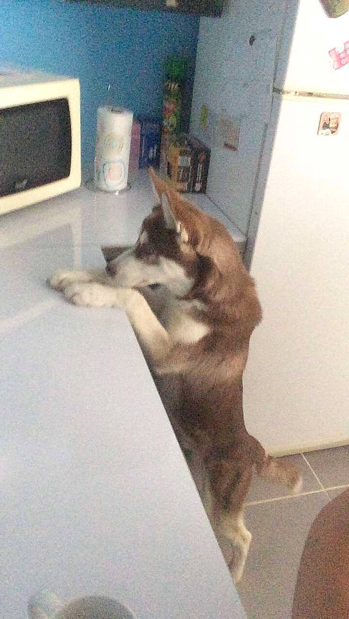 Nino a rejoint le concours — aidez-le/la à gagner de superbes lots ! akita, akita_inu, alaskan_malamute, canidae, carnivore, cat, dog, dog_breed, fawn, felidae, siberian_husky, sled_dog, tail, tamaskan_dog, wolfdog