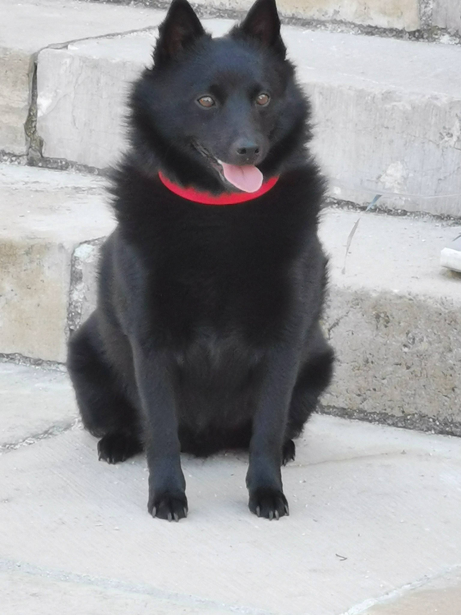 Osky a rejoint le concours — aidez-le/la à gagner de superbes lots ! borador, canidae, carnivore, collar, companion_dog, dog, dog_breed, fur, non_sporting_group, snout, sporting_group, tail, terrestrial_animal, working_animal, working_dog