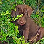 animal, brown_dog, bushes, canine, curious, cute, dog, foliage, grass, greenery, nature, outdoor, pet, plants, playful, puppy, sitting, tongue_out, young_animal, young_dog