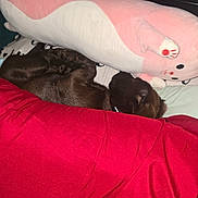 Hazel is registered to the contest to win money with this photo: animal, bed, blanket, brown_dog, cozy, cushion, dog, fur, indoor, pet, pink, plush_toy, red_blanket, relaxing, resting, sleeping, snuggling, soft_toy, stuffed_animal, white