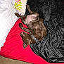 animal, bed, black_blanket, blanket, brown_dog, canine, collar, comfort, cozy, dog, domestic, fur, indoor, paw, pet, pillows, red_sheet, relaxed, resting, sleeping