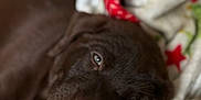 Hazel is registered to the contest to win money with this photo: animal, blanket, brown_dog, closeup, comfort, cozy, cute, dog, domestic_animal, face, fur, indoors, nap, pet, puppy, relaxation, resting, sleeping, soft_texture, warm
