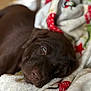 animal, blanket, brown_dog, closeup, comfort, cozy, cute, dog, domestic_animal, face, fur, indoors, nap, pet, puppy, relaxation, resting, sleeping, soft_texture, warm