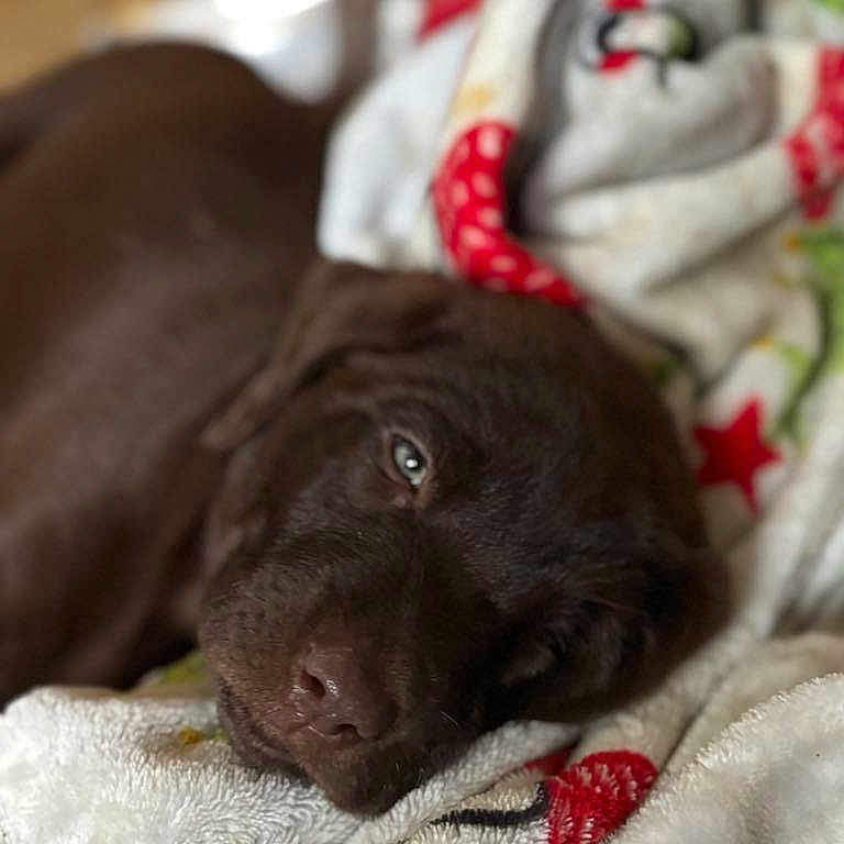 Hazel