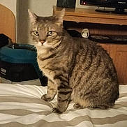 Poupette participe au concours pour gagner de l'argent avec cette photo : abyssinian, animal, bed, bedroom, cat, computerhardware, couch, cushion, electronics, furniture, hardware, homedecor, indoors, manx, monitor, pet, room, screen, speaker, tv