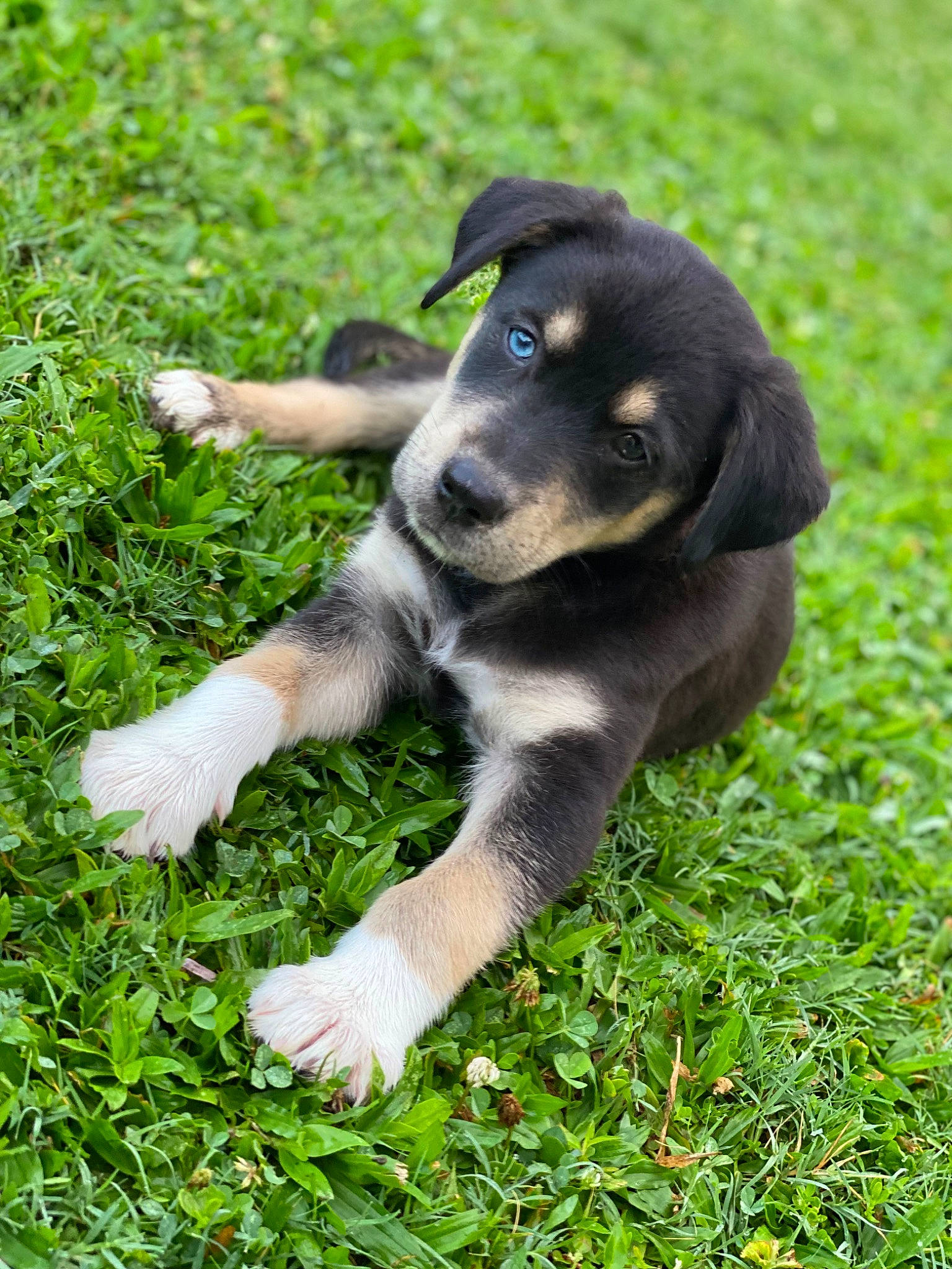 Drako is registered to the contest to win money with this photo: borador, canidae, carnivore, companion_dog, dog, dog_breed, fur, grass, grassland, groundcover, lawn, people_in_nature, plant, snout, sporting_group, tail, terrestrial_animal, whiskers, working_animal, working_dog