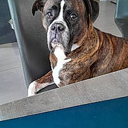 Iorek a rejoint le concours — aidez-le/la à gagner de superbes lots ! dog, boxer, brindle, chair, table, kitchen, laptop, hp_logo, pet, indoor, furniture, floor, modern, cabinet, waiting, animal, companion, portrait, curious, household