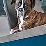 dog, boxer, brindle, chair, table, kitchen, laptop, hp_logo, pet, indoor, furniture, floor, modern, cabinet, waiting, animal, companion, portrait, curious, household