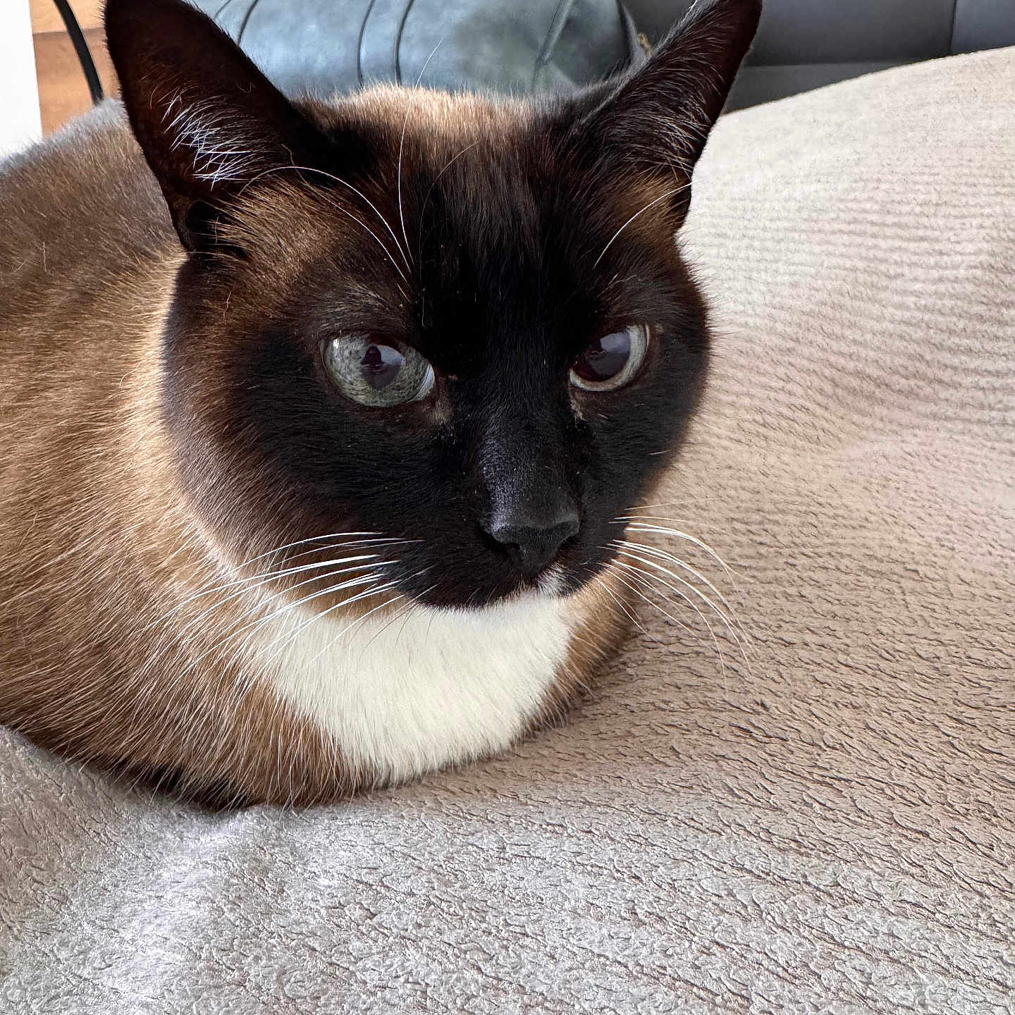 Paco participe au concours pour gagner de l'argent avec cette photo : animal, blanket, cat, cushion, furniture, homedecor, kitten, manx, pet, siamese